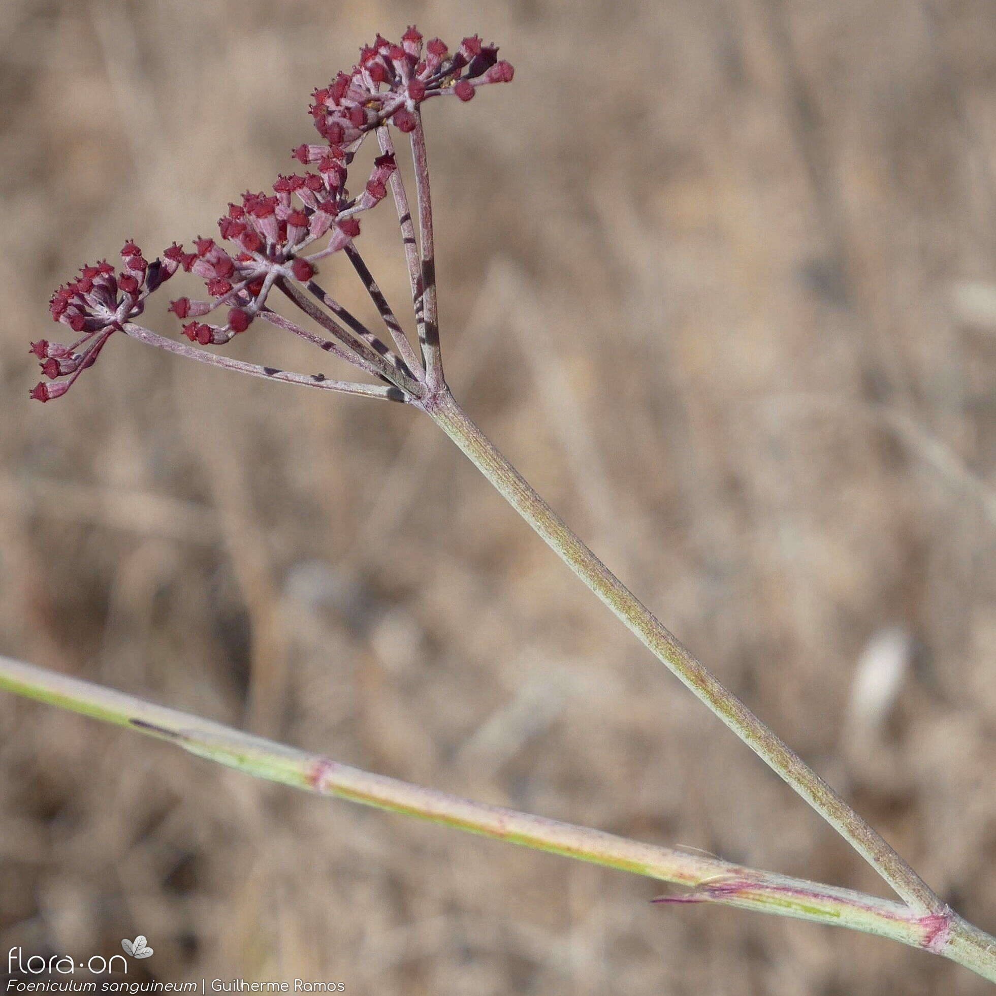 Foeniculum sanguineum - Flor (geral) | Guilherme Ramos; CC BY-NC 4.0