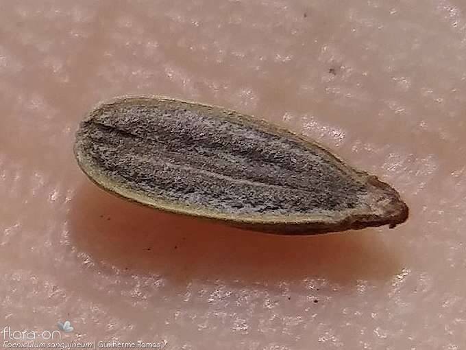 Foeniculum sanguineum - Semente | Guilherme Ramos; CC BY-NC 4.0