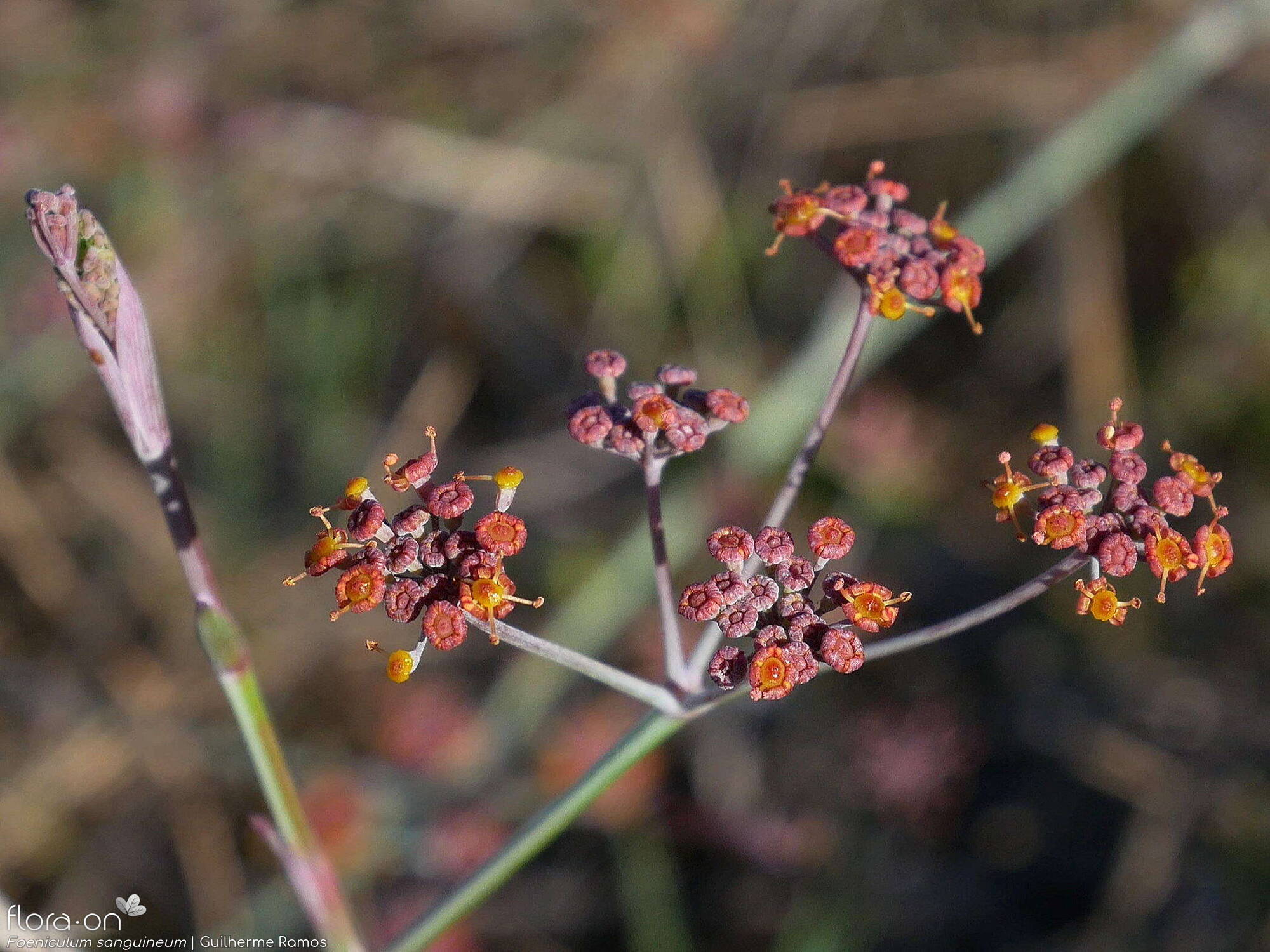 Foeniculum sanguineum - Flor (geral) | Guilherme Ramos; CC BY-NC 4.0