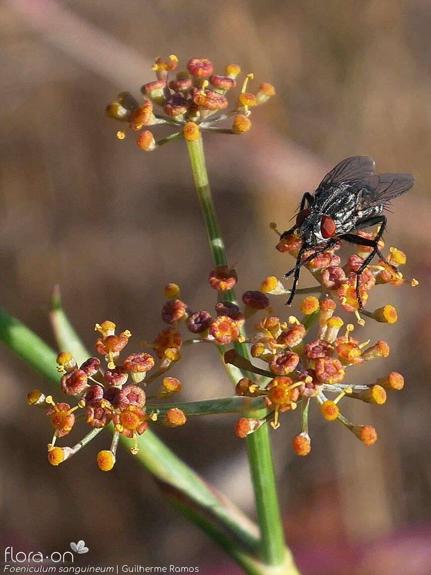 Foeniculum sanguineum - Flor (geral) | Guilherme Ramos; CC BY-NC 4.0