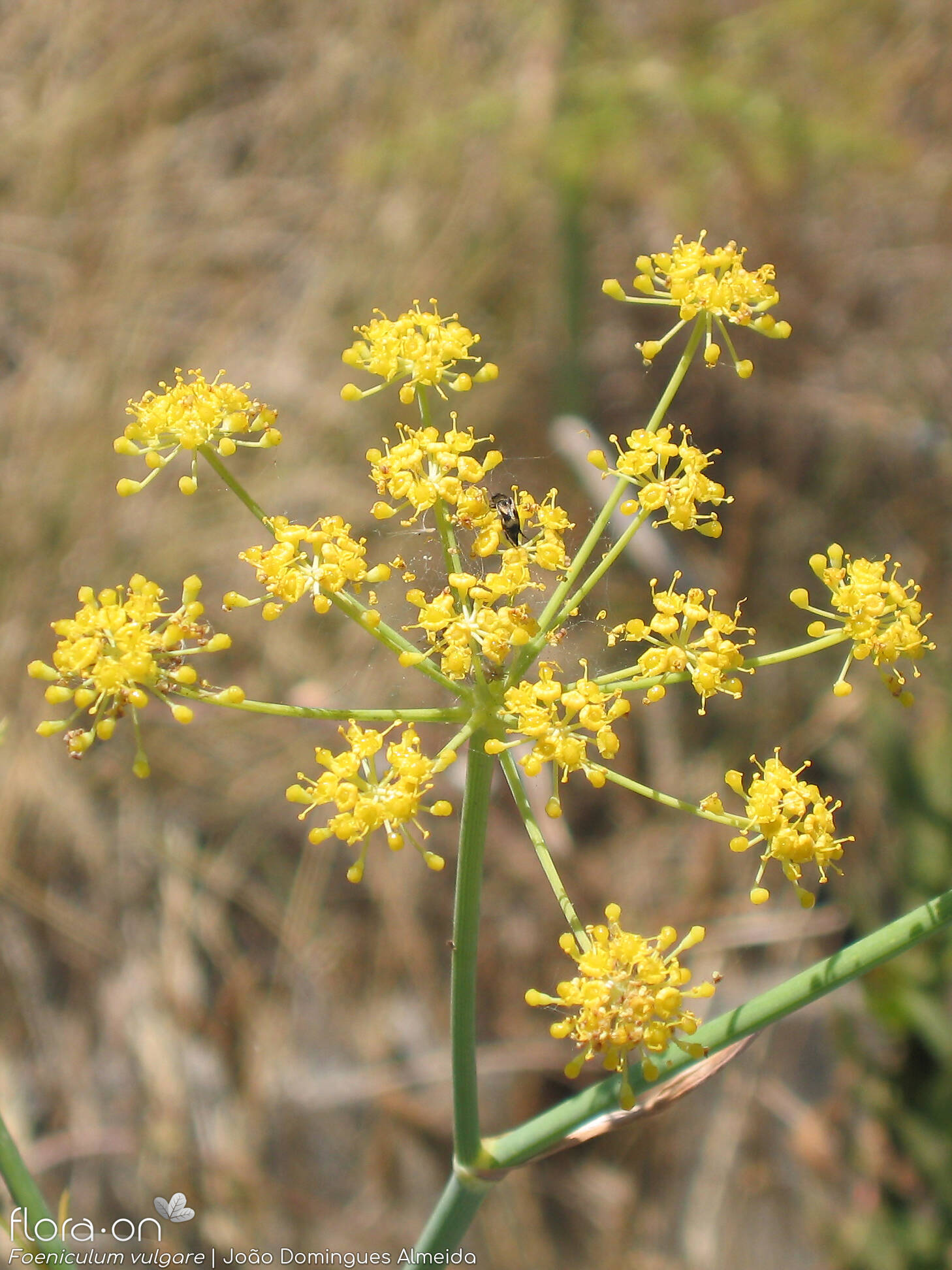 Foeniculum vulgare