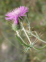 Galactites tomentosus