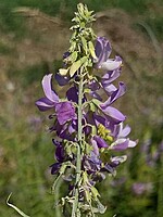 Galega cirujanoi