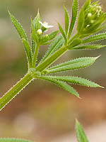 Galium aparine