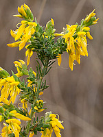 Genista ancistrocarpa