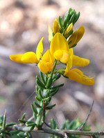 Genista triacanthos