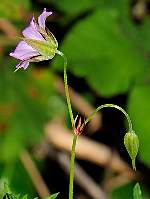 Geranium columbinum