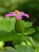 Geranium lucidum