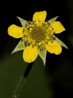 Geum urbanum