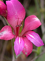 Gladiolus illyricus
