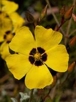 Halimium ocymoides