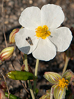 Helianthemum apenninum