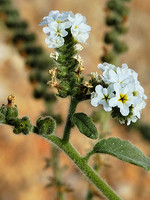 Heliotropium europaeum