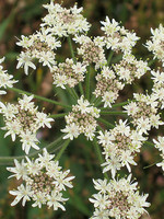 Heracleum sphondylium