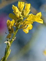 Hirschfeldia incana