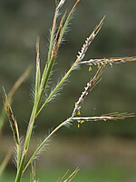 Hyparrhenia hirta