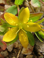 Hypericum humifusum