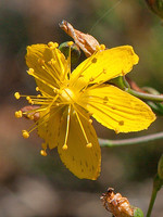 Hypericum linariifolium