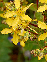 Hypericum perfoliatum