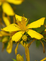 Hypericum perforatum