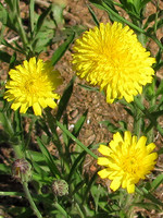 Hypochaeris radicata