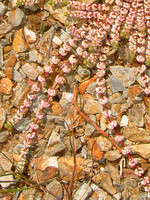 Illecebrum verticillatum