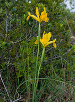 Iris xiphium