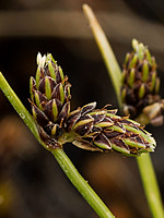 Isolepis setacea