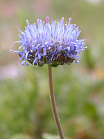 Jasione montana