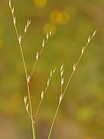 Juncus bufonius