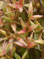Juncus pygmaeus