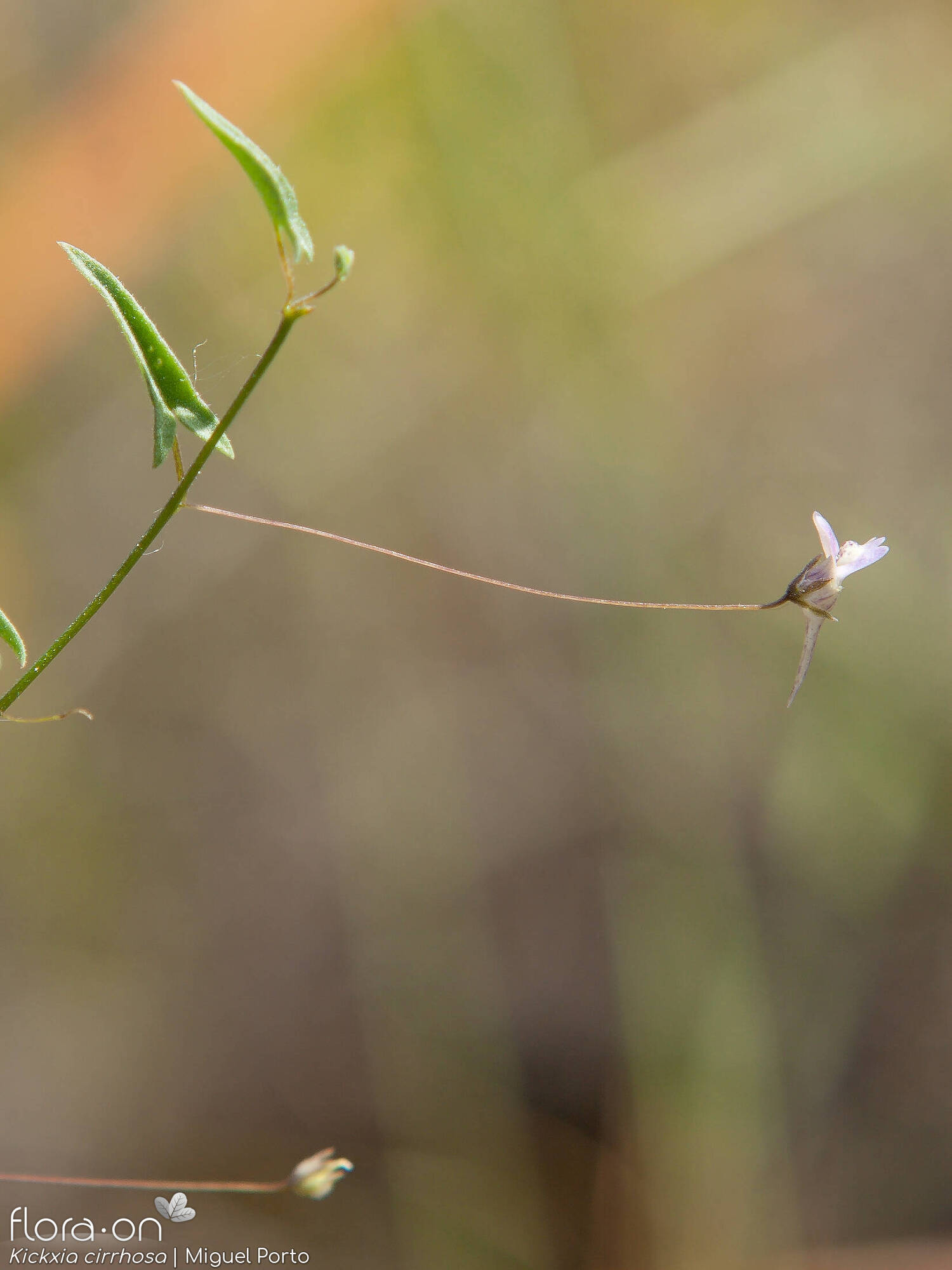 Kickxia cirrhosa