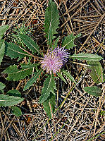 Klasea integrifolia