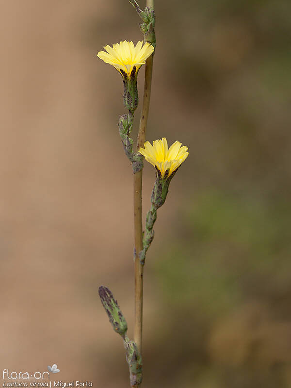 Lactuca virosa