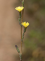 Lactuca virosa