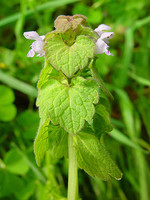 Lamium purpureum