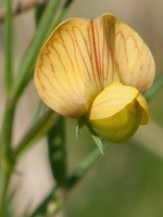 Lathyrus annuus