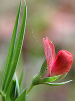 Lathyrus cicera