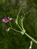 Lathyrus clymenum