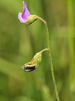 Lathyrus hirsutus
