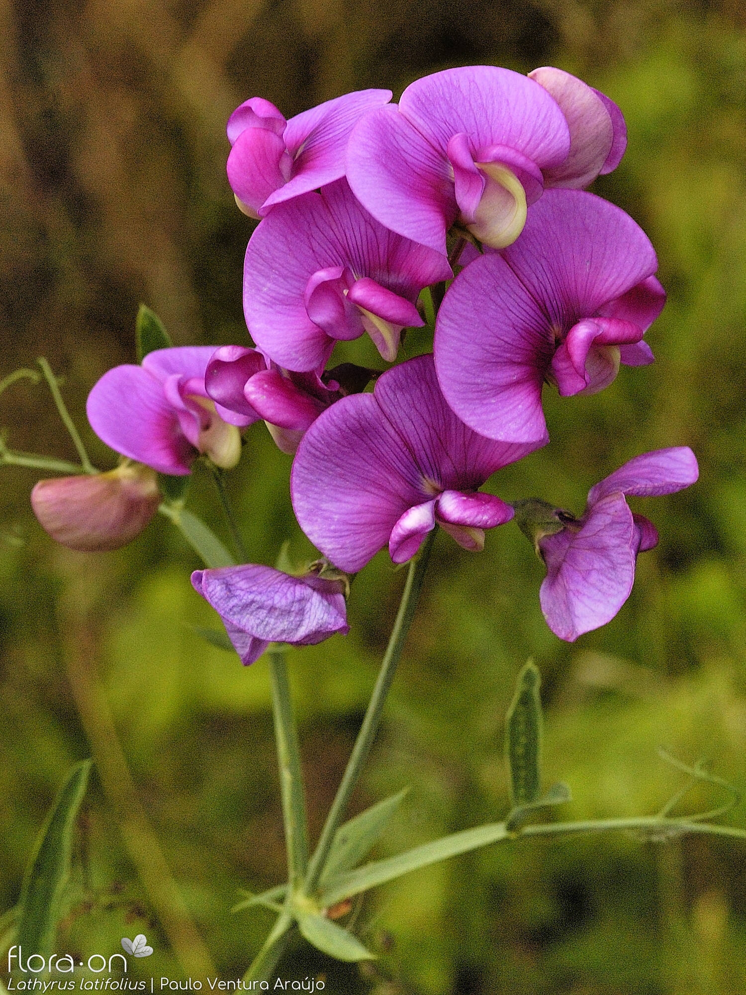 Lathyrus latifolius