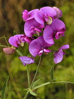 Lathyrus latifolius