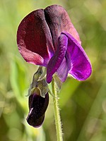 Lathyrus odoratus