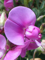 Lathyrus sylvestris