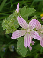 Lavatera cretica