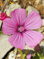 Lavatera trimestris
