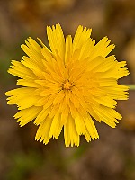 Leontodon taraxacoides