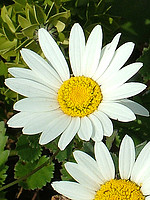 Leucanthemum sylvaticum