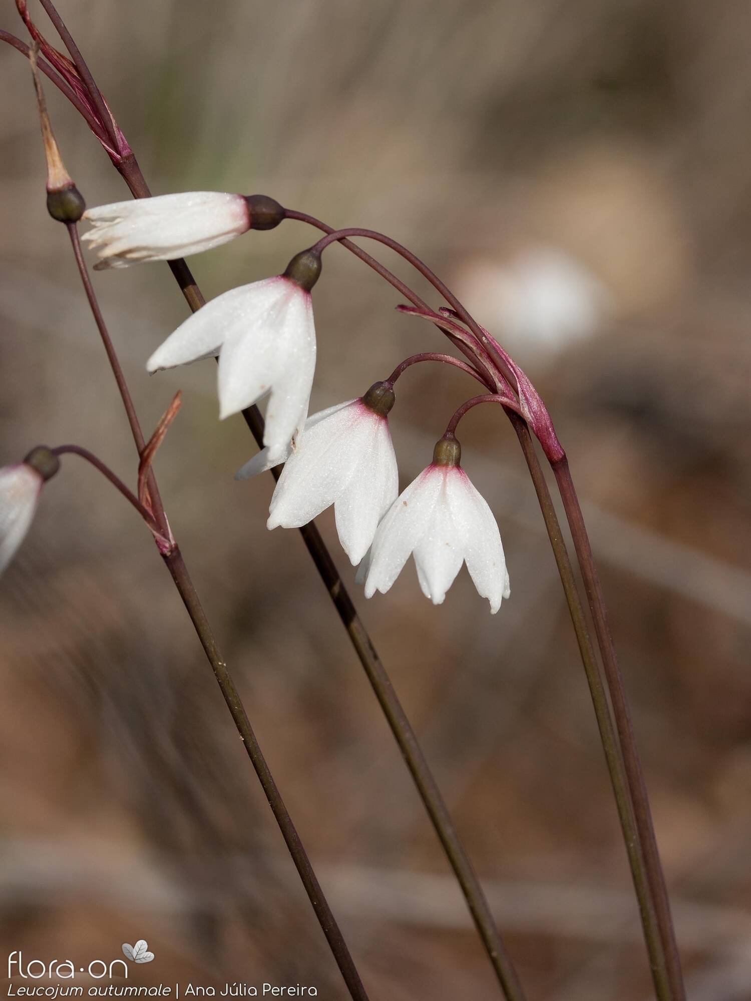 Leucojum autumnale