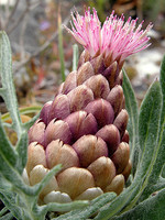 Leuzea conifera